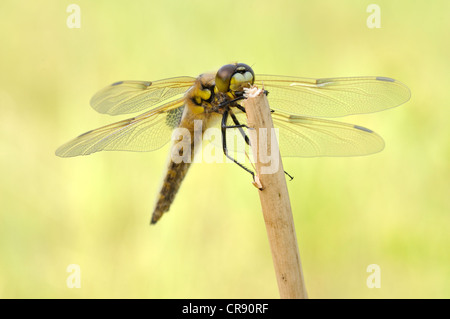 Four-spotted Chaser dragonfly (Libellula quadrimaculata), Leipzig, Germany, Europe Banque D'Images