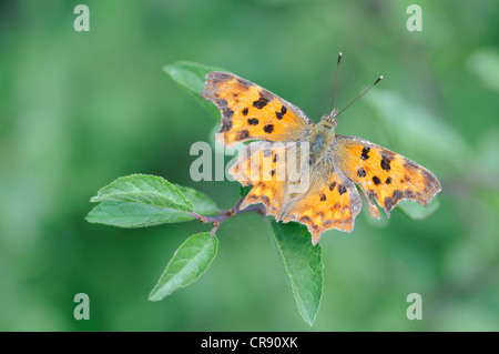 Comma butterfly (Polygonia c-album, Nymphalis c-album), Dessau, Saxe-Anhalt, Allemagne, Europe Banque D'Images