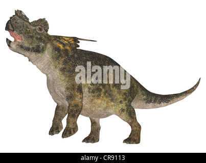 Illustration d'une espèce de dinosaure (Achelousaurus) isolé sur fond blanc Banque D'Images