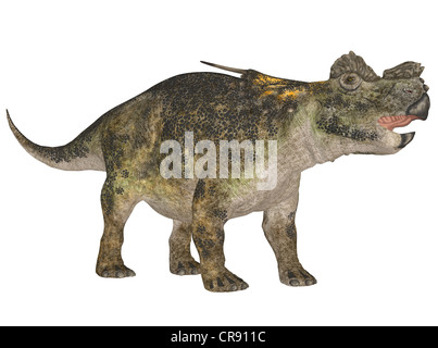 Illustration d'une espèce de dinosaure (Achelousaurus) isolé sur fond blanc Banque D'Images