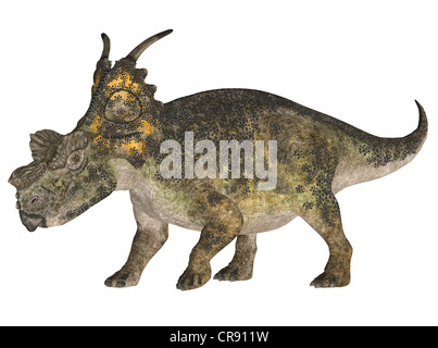 Illustration d'une espèce de dinosaure (Achelousaurus) isolé sur fond blanc Banque D'Images