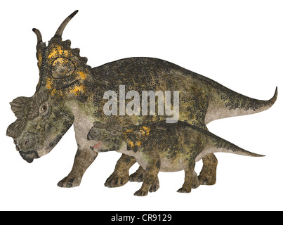 Illustration d'un adulte et un jeune Achelousaurus (espèces de dinosaures) isolé sur fond blanc Banque D'Images