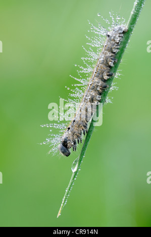 Le laquais de Caterpillar (Malacosoma neustrie), au milieu de la Réserve de biosphère de l'Elbe près de Dessau, Saxe-Anhalt, Allemagne, Europe Banque D'Images