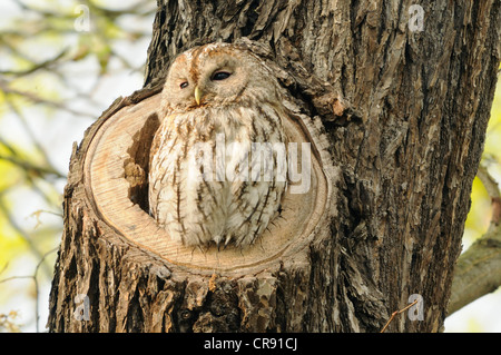 Chouette hulotte ou Brown owl (Strix Aluco enr.) Banque D'Images