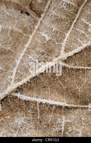 Vieille feuille avec givre Banque D'Images