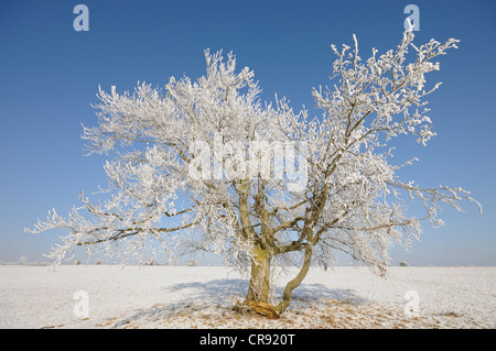 Arbre couvert de givre sur un terrain contre un ciel bleu, de montagnes du Harz, Saxe-Anhalt, Allemagne, Europe Banque D'Images