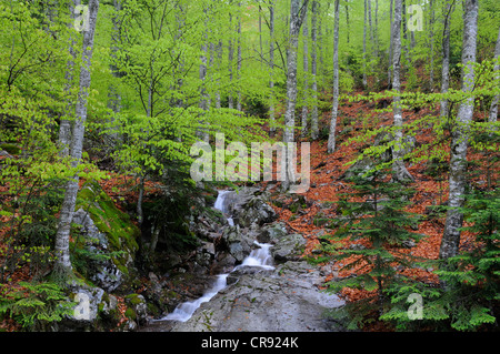 Petit ruisseau de montagne dans la région du col de Verghio, col de Vergio, Corse, France, Europe Banque D'Images