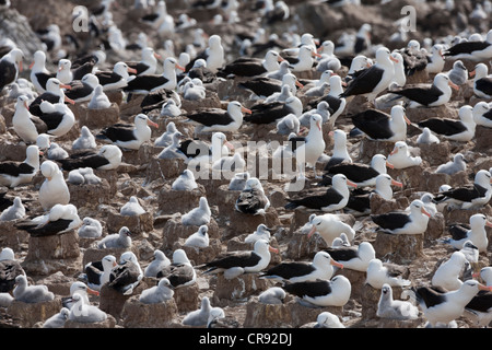 Albatros à sourcils noirs (Thalassarche melanophris melanophris), sous-espèce à sourcils noirs, des adultes et des poussins Banque D'Images