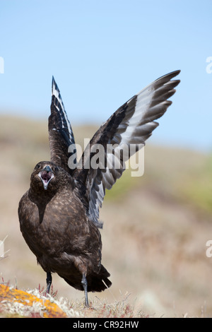 Labbe parasite (Stercorarius antarcticus brun antarcticus), îles Falkland, de la sous-espèce dans l'affichage de la menace Banque D'Images