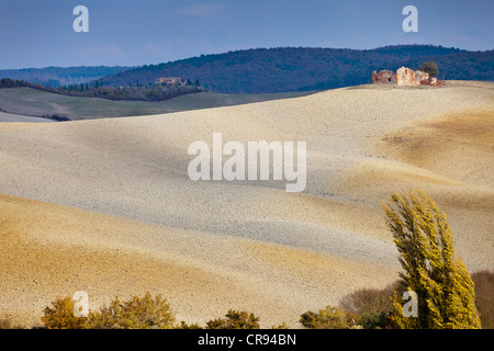 Champs ci-dessus Pienza près de Torrita di Siena en automne, Toscane, Italie, Europe Banque D'Images