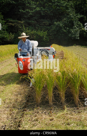 La récolte de riz automatique avec une petite moissonneuse-batteuse, ce qui réduit également l'ivraie en, Iwakura près de Kyoto, Japon, Asie Banque D'Images