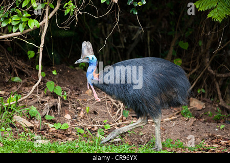 Casoar (Casuarius Casuarius sud), une femme dans une forêt tropicale, plage de l'île Moresby, Queensland, Australie Banque D'Images