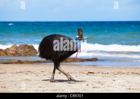 Casoar (Casuarius Casuarius sud), femme sur une plage, la plage de l'île Moresby, Queensland, Australie Banque D'Images