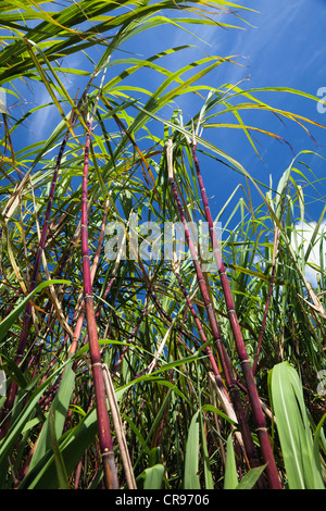 La canne à sucre (Saccharum officinarum), plantation de canne à sucre, de l'Australie Banque D'Images