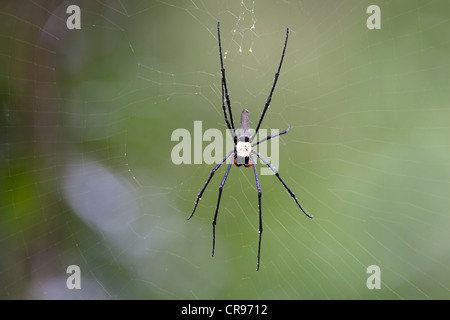 Golden Orb Spider Web (Nephila spec.), tissage araignée dans sa toile, rainforest, Atherton Tablelands, Queensland, Australie Banque D'Images