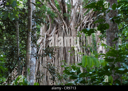 Strangler Fig Tree, Rideau figuier (Ficus virens), rainforest, Curtain Fig Tree National Park, Atherton, Queensland Banque D'Images