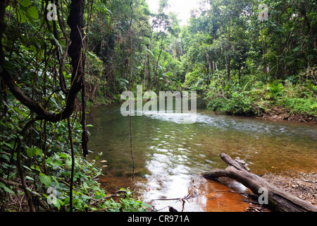 Stream en forêt, Hutchinson Creek, Parc national de Daintree, Queensland du nord, Australie Banque D'Images