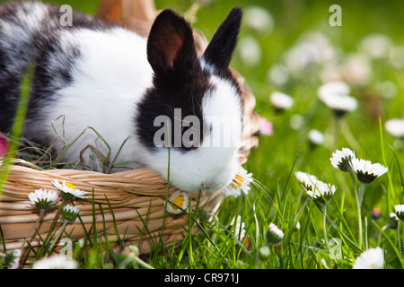 Lapin de garenne (Oryctolagus cuniculus) assis dans un panier sur une prairie de fleurs, Bavaria, Germany, Europe Banque D'Images