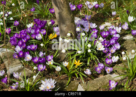 Crocus Crocus jaune (spec.) au printemps, Bavaria, Germany, Europe Banque D'Images
