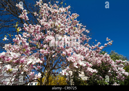 Arbres en fleurs magnolia Magnolia (spec.) dans un jardin, Bavaria, Germany, Europe Banque D'Images