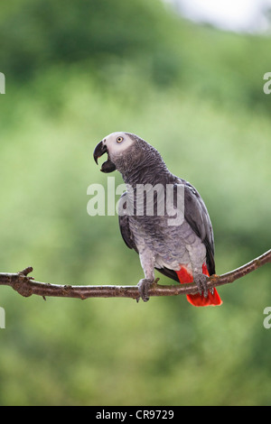 Perroquet gris d'Afrique (Psittacus erithacus), l'Afrique Banque D'Images