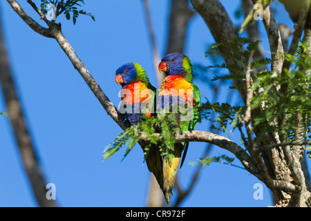 Rainbow loriquets verts (Trichoglossus haematodus) dans un arbre Jacaranda, Atherton, Queensland, Australie Banque D'Images