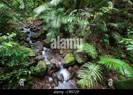 Creek dans une forêt tropicale, parc national de Daintree, Queensland du nord, Australie Banque D'Images