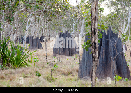 Termitières magnétiques (Amitermes laurensis), la péninsule du Cap York, dans le nord de Queensland, Australie Banque D'Images