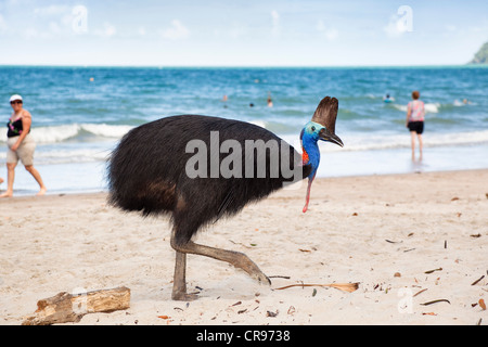 Casoar (Casuarius Casuarius sud), femme, avec les touristes sur la plage, plage de l'île Moresby, Queensland, Australie Banque D'Images