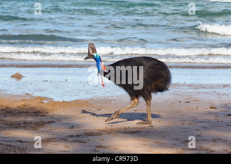 Casoar (Casuarius casuarius sud), femme sur la plage, plage de l'île Moresby, Queensland, Australie Banque D'Images