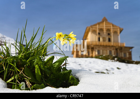 Maison du roi sur Schachen avec Dreitorspitze massif au printemps, avec coucou bleu (Primula elatior) à l'avant, gamme Wetterstein Banque D'Images