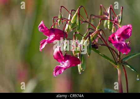 Balsamine de l'Himalaya (Impatiens glandulifera), fleurs et capsules, néophyte, Germany, Europe Banque D'Images
