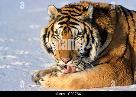 Tigre de Sibérie (Panthera tigris altaica), dans la neige, de la Sibérie Tiger Park, Harbin, Chine, Asie Banque D'Images