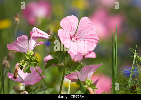 Musk-mallow (Malva moschata), l'Allemagne, de l'Europe Banque D'Images