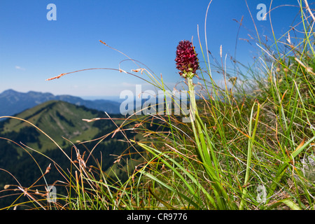 Orchidée vanille noire (Nigritella nigra), Alpes, Autriche, Europe Banque D'Images