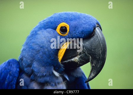 Anodorhynchus hyacinthinus Hyacinth Macaw (), Pantanal, Brésil, Amérique du Sud Banque D'Images