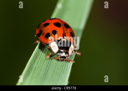 Coccinelle asiatique (Harmonia axyridis), les espèces envahissantes, Upper Bavaria, Bavaria, Germany, Europe Banque D'Images