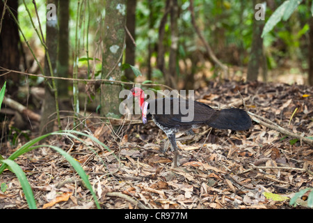 Torquéole à (Francolinus lathami) purpureicollis sur son nid mound, homme dans la forêt tropicale, Iron Range National Park Banque D'Images