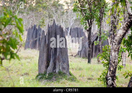 Termitières magnétiques (Amitermes laurensis), la péninsule du Cap York, dans le nord de Queensland, Australie Banque D'Images