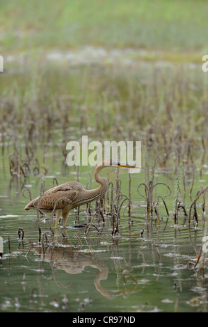 Héron pourpré (Ardea purpurea), les zones humides du Danube, Donau Auen National Park, Basse Autriche, Autriche, Europe Banque D'Images