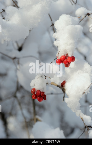 Fruits rouges, Boule de Commune (Viburnum opulus), la neige, les zones humides du Danube, Donau Auen National Park, Basse Autriche, Autriche, Europe Banque D'Images