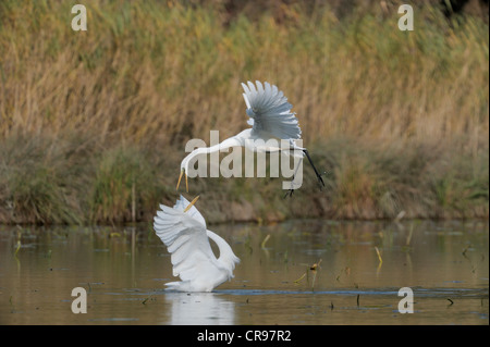 Deux Grande Aigrette (Casmerodius albus), arguant, Danube les zones humides, Donau Auen National Park, Basse Autriche, Autriche, Europe Banque D'Images