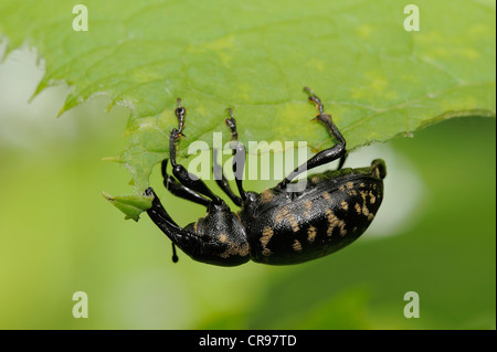 Charançon noir de la vigne (Otiorhynchus sulcatus), Radenthein, Carinthie, Autriche, Europe Banque D'Images