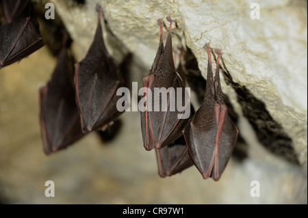 Moindre rhinolophes (Rhinolophus hipposideros), Hermann's Cave, Basse Autriche, Autriche, Europe Banque D'Images