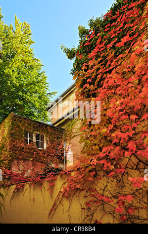 Chambre avec vitesses rampantes ou japonais du Parthenocissus tricuspidata Lierre (Boston), Kaulbachstrasse 26, Munich, Bavaria, Germany, Europe Banque D'Images