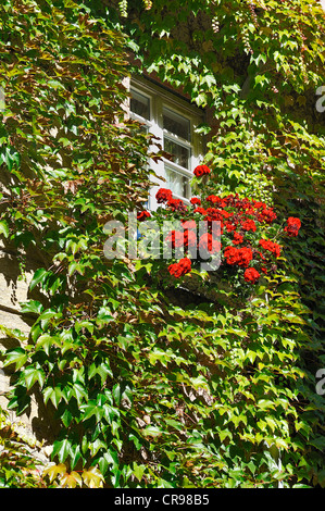 Fenêtre avec vitesses rampantes ou japonais du Parthenocissus tricuspidata Lierre (Boston) et les géraniums (Pelargonium) à Munich, Bavière Banque D'Images