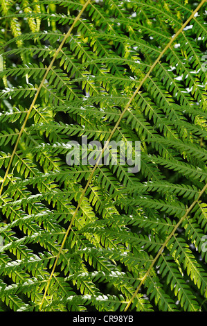 La prêle géante (Equisetum giganteum), jardin botanique, Munich, Bavaria, Germany, Europe Banque D'Images