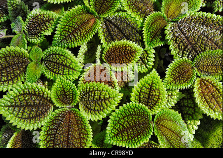 Les feuilles, de la vallée de la Lune (végétaux Pilea mollis), jardin botanique, Munich, Bavaria, Germany, Europe Banque D'Images