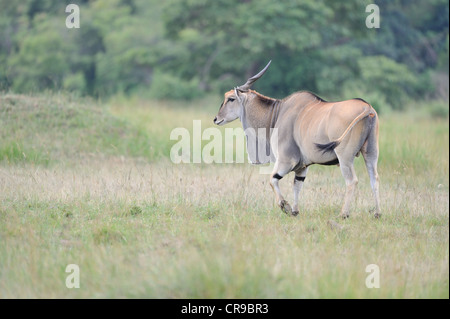 - Le Sud de l'éland éland commun - Éland du Cap (Taurotragus oryx) antilope paissant dans les plaines de Masai Mara Banque D'Images