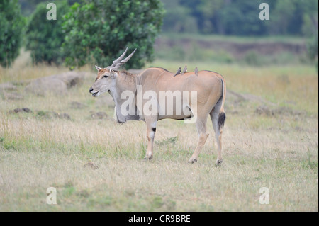 - Le Sud de l'éland éland commun - Éland du Cap (Taurotragus oryx) antilope paissant dans les plaines de Masai Mara Banque D'Images